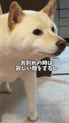 お兄ちゃんのお見送り