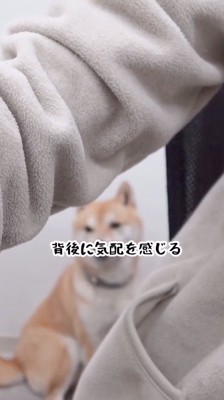 スタッフを背後から見つめる犬