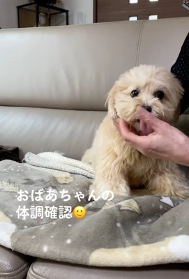 おばあちゃんの体調チェックするワンコ