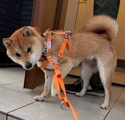 「道濡れてるからイヤ…」