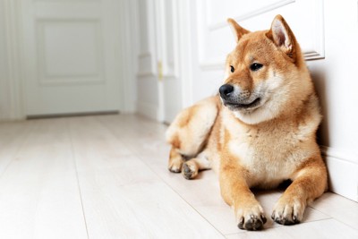壁際に伏せる柴犬