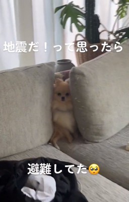 ポメラニアンのぽんちゃん