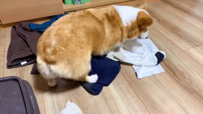 服のにおいをかぐ犬