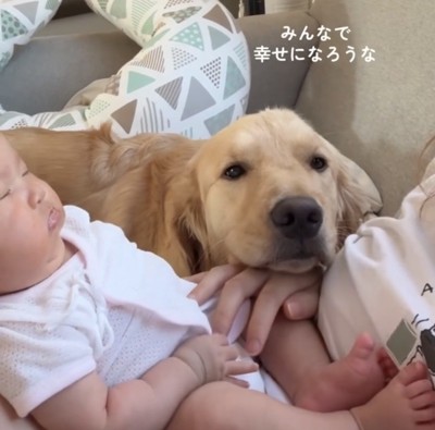 人の手にあごを預ける犬
