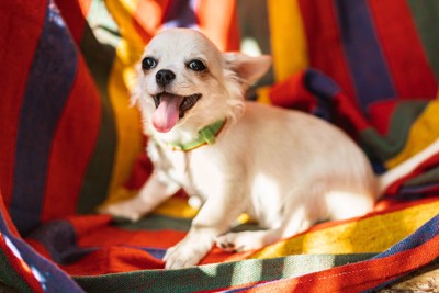 ヒコーキ耳で甘える犬