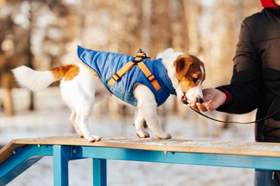 洋服を着用した犬がトリーツをもらう様子