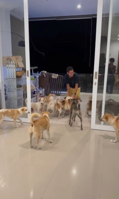 32匹の保護犬たちのお出迎え5