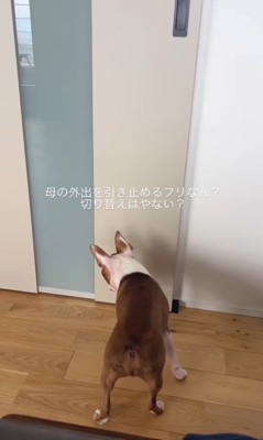 お母さん外出時のジノくん6