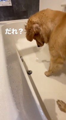 浮いた排水口を見て驚く犬