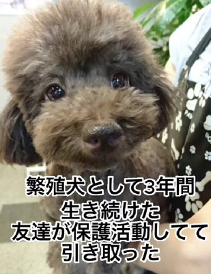 元繁殖犬のティパちゃん