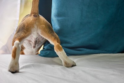 お尻を持ち上げている犬