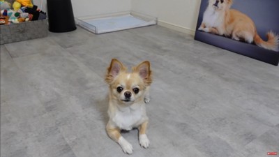 フォトパネルを飾った時のみるくちゃん⑩