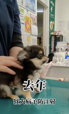 吠えが止まらない