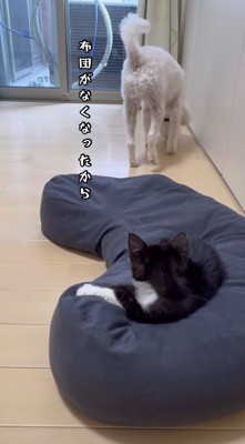 ベッドから離れていく白い犬
