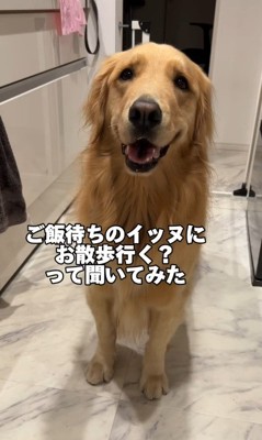 飼い主さんの言葉に困惑するぷりんちゃん