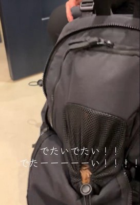 リュックに入るポテトちゃんとウニちゃん3