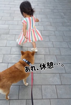 女の子を目で追う柴犬
