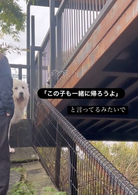 飼い主を見上げる超大型犬