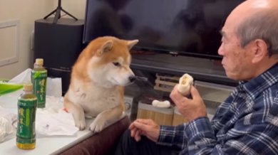 おじいちゃんのおやつを見つめる柴犬