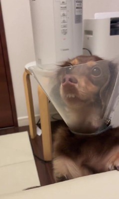 「なにかおかしい？」