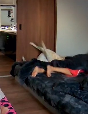 パニックになる大型犬