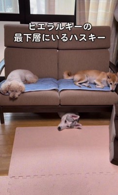 3頭目として迎えたのは…