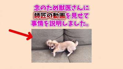 「おそらく仮病でしょう」