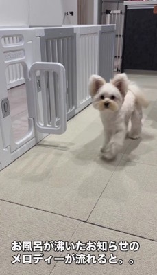 めるちゃんが来た！