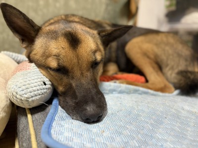 甘えん坊なお姿