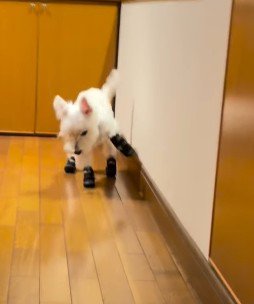 バタバタと近づいてくる