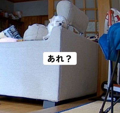 ソファの背もたれで眠る犬