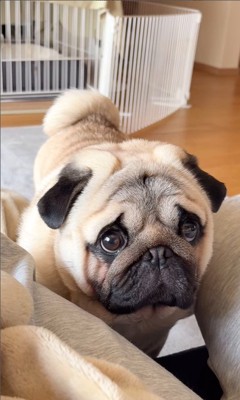 構ってほしそうなロイドくん