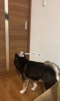 お兄ちゃんを引き止めるダンクくん6
