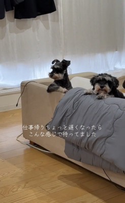 ソファ越しに見つめる2匹の犬
