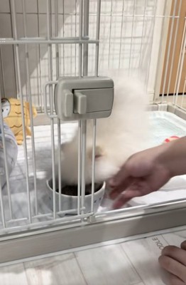 逆立ちし始めるすいちゃん