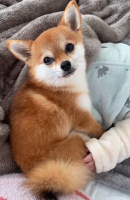 カメラ目線の虎鉄くん