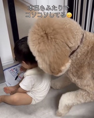 男の子に顔を寄せる犬