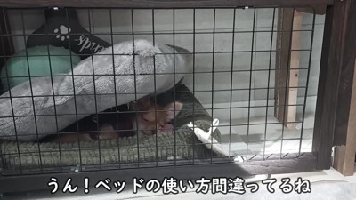 元気で人懐こい