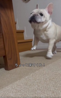 地団駄を踏むはちくん