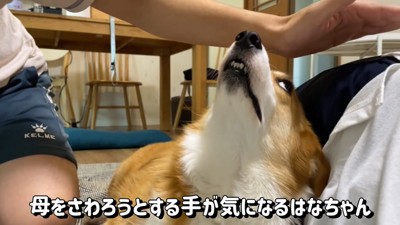 上を向く犬