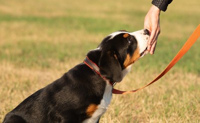 リードをつけて待っていた犬