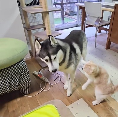 「構ってって言ってるでしょ！」