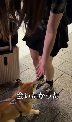 お姉ちゃんに甘える小型犬