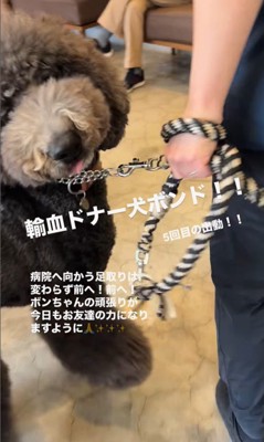 輸血ドナー犬として出動するボンドくん8