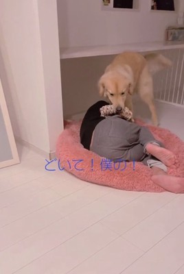 パパにどいてほしいメルくん