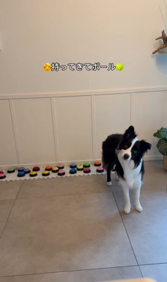 飼い主さんを呼び続けるサンゴくん7