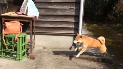 玄関に向かって走る犬