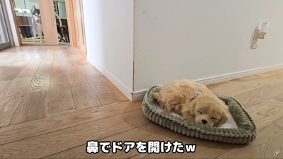 犬たちもやってきて…