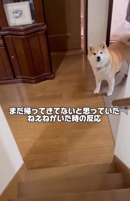 階段上を見つめる柴犬