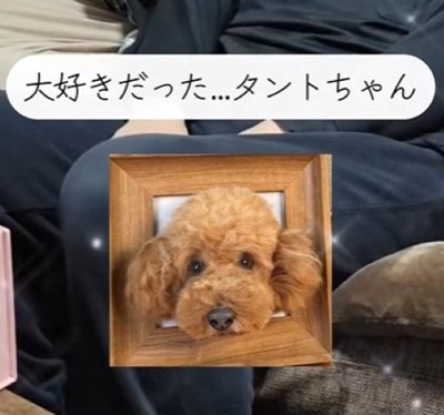 箱の中にはタントちゃんがいました
